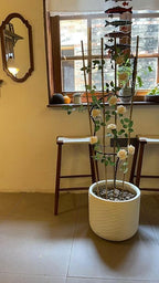 Natural Bamboo Trellis, 4Feet,3Pack,Fan-Shaped Plant Support Trellis for Outdoor and Indoor Potted Climbing Plants,Vegetables, Cucumber, Tomato, Hoya,