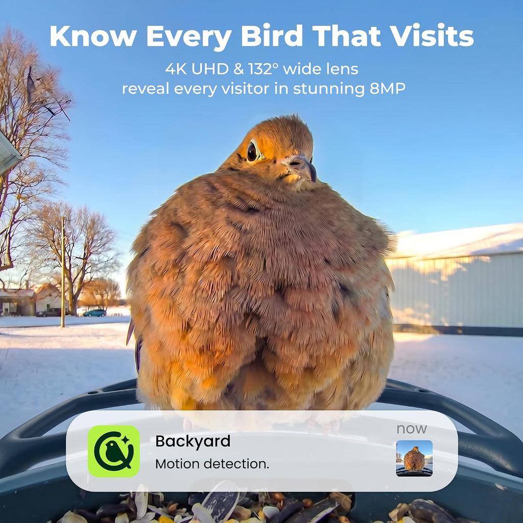 kiwibit solar smart bird feeder with camera, 4k shown in use