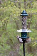 squirrel buster plus squirrel-proof bird feeder w/cardinal ring, view 9