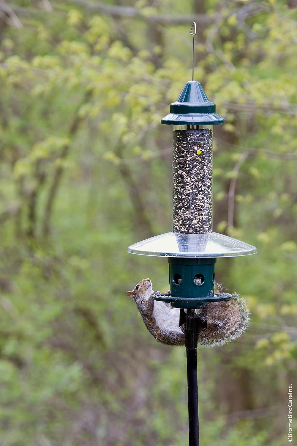 squirrel buster plus squirrel-proof bird feeder w/cardinal ring, view 9