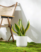 vancasso 6 Inch Ceramic Plant Pots, Planters with Drainage Hole, Flower Pots Planters Pots for Indoor Plants, Modern Indoor Decorative Garden Pot, Home Decor, White