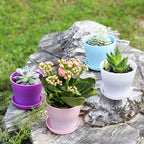 TDHDIKE 10 Pcs Plastic Planters Indoor Flower Plant Pots, Mini Flower Seedlings Nursery Pot/Planter/Flower Pot with Pallet, Modern Decorative Gardening Containers (White25)