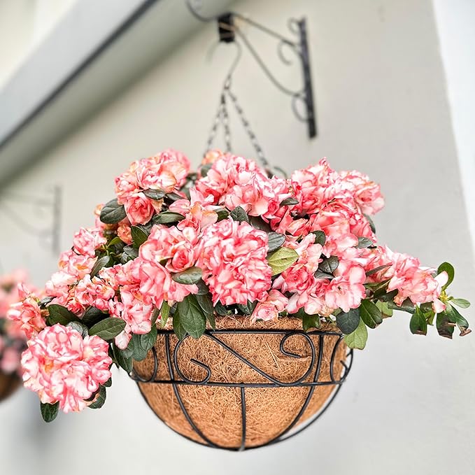 LaLaGreen Hanging Planter for Outdoor Plants (16 Inch, 2 Pack) Hanging Baskets with Coco Liner, Black Metal Wire Flower Basket Pots with Hook Hanger Balcony Porch Farmhouse Country Style Garden Decor