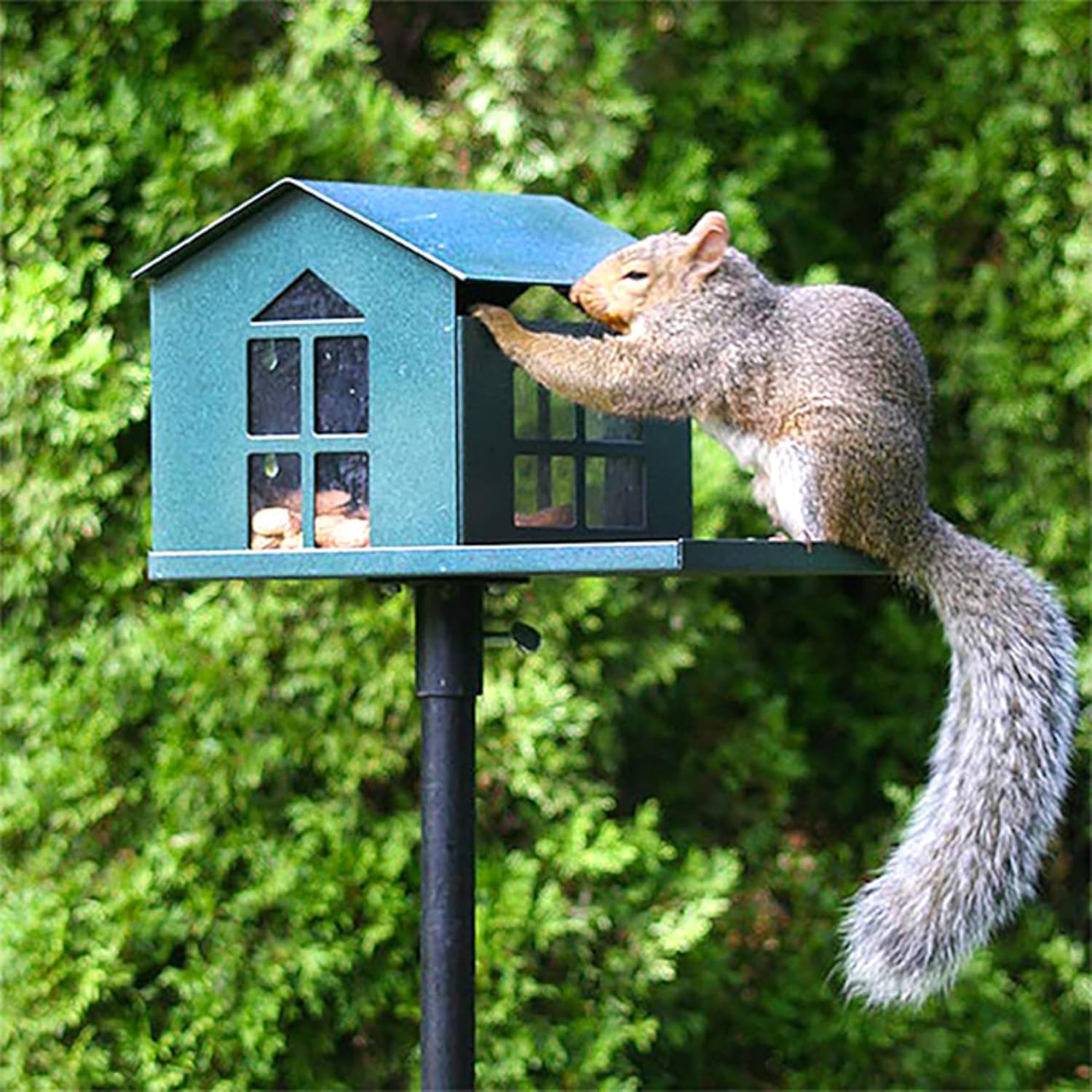 Peanut Pantry Squirrel Feeder - Heavy Duty Steel - Premium Verdigris Finish - Made in USA (SQF1)