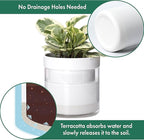 Phoenix Vine 6 Inch 4 Inch Self Watering Planter, White Terracotta Clay Pots with Glass Reservoir for Indoor Plants, Herbs, Flowers, 52-B-G-46