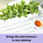 LaLaGreen Wall Planters (30 Inch, 2 Pack) White Carbon Steel Metal Hanging Flower Pots, Long Rectangular Wall Mount Window Box Planter for Succulents, Floating Shelf Outdoor Fence Deck Garden Decor