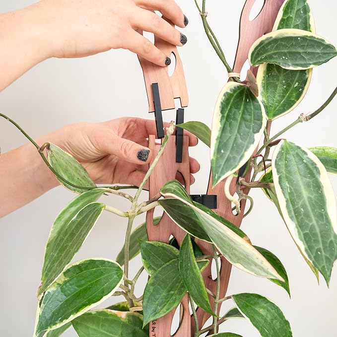 Treleaf Zella Regular Starter Kit – Wooden Extendable Plant Trellis for Indoor Climbing Houseplants – Modular Plant Support with 2 Bases + 2 Extensions - Moss Pole Alternative