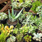 RAOOKIF 100 Pack Nursery Pots, 4 5 6 Inch Nursery Pot for Plants, Plastic Plant Pots with Drainage Holes, Garden Flower Pots for Transplanting, Succulents, Cuttings, Seedlings(6inch,100pcs)