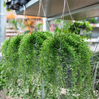 Tioncy 50 Pcs Plastic Hanging Planter Round Hanging Pot for Plants Containers with Hook Flower Plant Pots Holders for Outdoor Indoor Plant Balcony Garden Decor(Gray White)