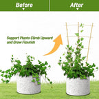 Avalution 10 Pack Bamboo Trellis for Climbing Plants, 2 FT Garden Ladder Trellis for Potted Plants Indoor, Fan-Shaped Small Plant Support Trellis for Houseplants Ivy Hoya Vine Monstera