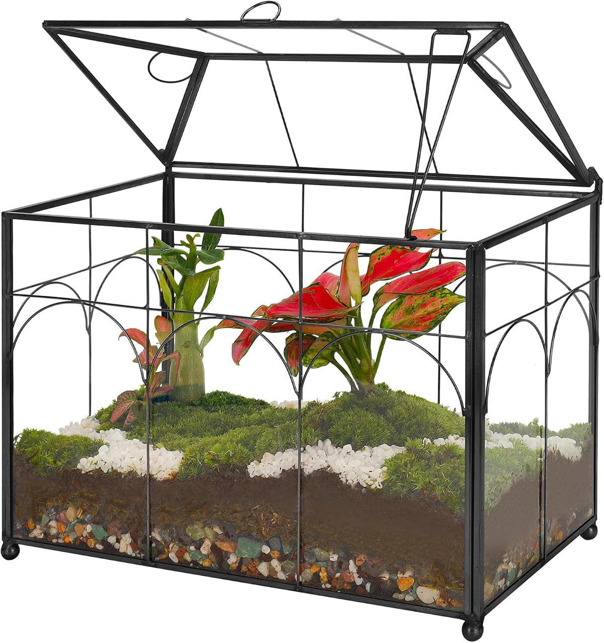 redhugo glass planter terrarium with lid, indoor display, main product view