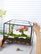 redhugo glass planter terrarium with lid, indoor display, side view