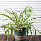 Self Watering Planter Insert. Plant Watering Devices. 3-Pack Cactus Plant Watering Bulbs. Plant Watering Globes. Plant Gifts Plant Lover Gifts