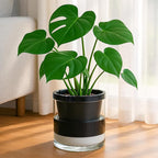 D'vine Dev 8 Inch Design Self Watering Planter for Indoor Plants, Black Terracotta Pot with Cylinder Glass Cup, 37-X-C-3
