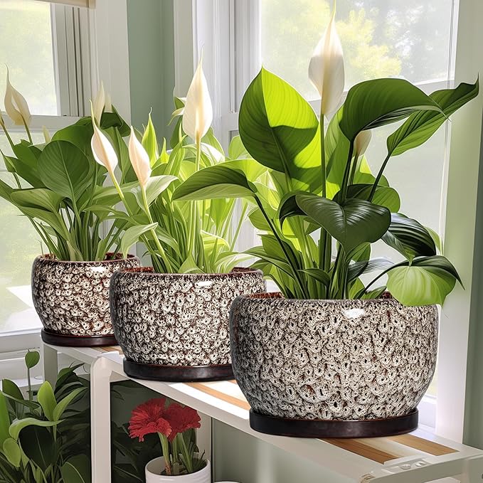 SQOWL Ceramic Planter - 8 inch Plant Pot Indoor with Drainage Hole and Plant Saucer, Round Ceramic Flower Pots Outdoor, Decorative Modern Planter, Office Kitchen Decor, Gifts for Women Men, White