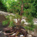 98 feet brown anodized aluminum bonsai training wire on a desk or shelf