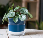 D'vine Dev 6 Inch Design Self Watering Planter for Indoor Plants, Blue Terracotta Pot with Cylinder Glass Cup, 37-X-B-4