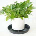 NIMYAU Plant Saucer 6 Inch 4 Pack,Thick Plastic with Raised Center Design Plant Saucers 8 10 12 14 17, Superior Drainage Drip Tray for Indoor Outdoor Planters (6 inch)