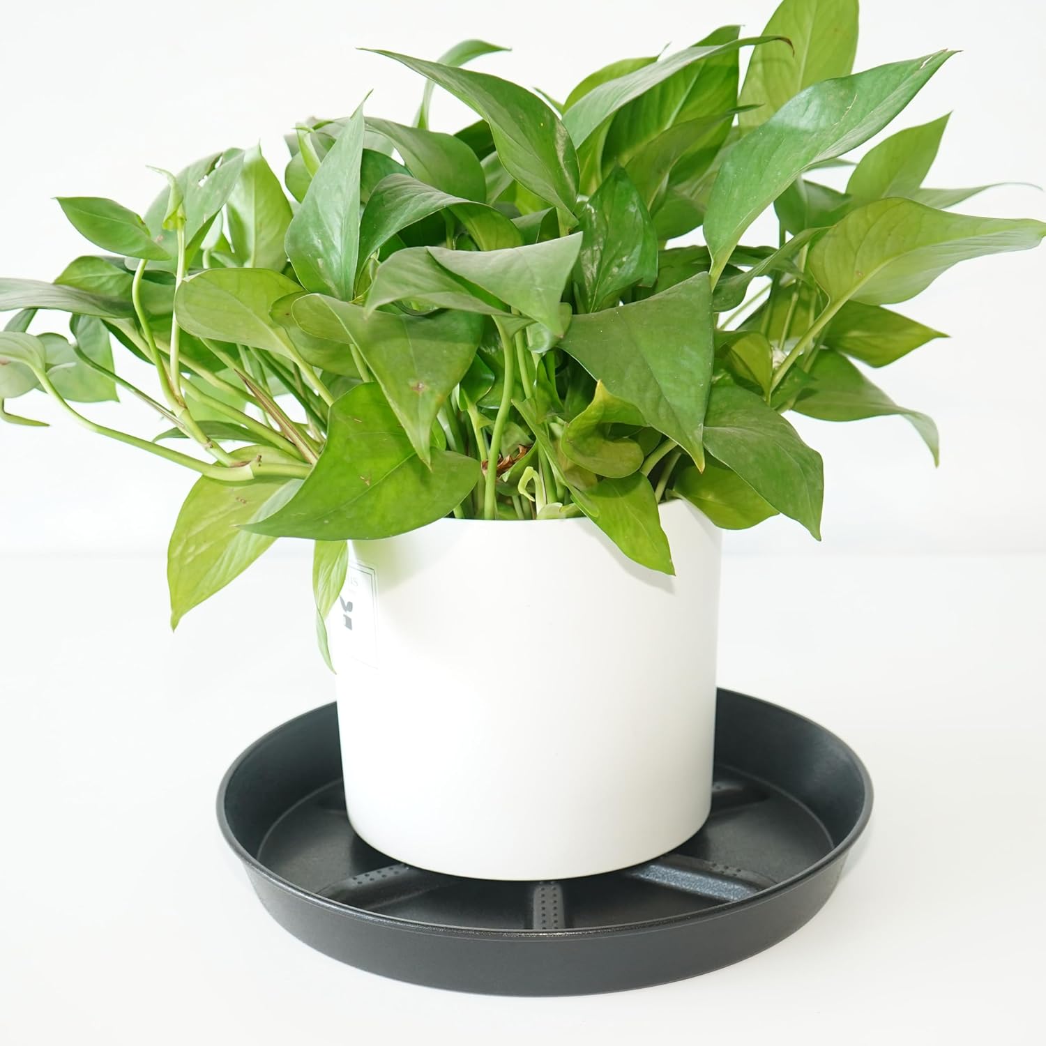 NIMYAU Plant Saucer 6 Inch 4 Pack,Thick Plastic with Raised Center Design Plant Saucers 8 10 12 14 17, Superior Drainage Drip Tray for Indoor Outdoor Planters (6 inch)