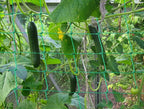 Trellis Netting for Climbing Plants - Heavy Duty Garden Trellis Netting for Cucumber, Vine, Fruits & Vegetables Tomato Plants Trellis Net, Climbing Vining Plants (1-Pack 8.2' x 6.6'Ft)