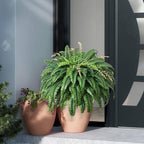 49” Artificial Ferns for Outdoors Planter, 128 Leaves per Fern, Set of 2, Large Lush Fake Boston Ferns Hanging Plants, UV Resistant Faux Greenery for Porch Patio Garden Home Decor Indoor Outdoor