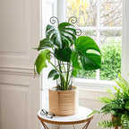4 Pack 30 Inch Tall Metal Plant Trellis for Climbing Plants Indoor - Rustproof Garden Trellis for Potted Houseplants, Sturdy Support for Ivy, Pothos, Monstera, Hoya & Flower Vines