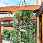 Tioncy 50 Pcs Plastic Hanging Planter Round Hanging Pot for Plants Containers with Hook Flower Plant Pots Holders for Outdoor Indoor Plant Balcony Garden Decor(Coffee)
