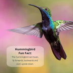 Nectar Defender Hummingbird Nectar Extender, Bird-Safe, Natural, 2-Pack | Bird-safe, Keeps nectar fresh, Reduces spoilage, Extends nectar up to 2 weeks, Dye-free, Protects 16 quarts, Made in USA
