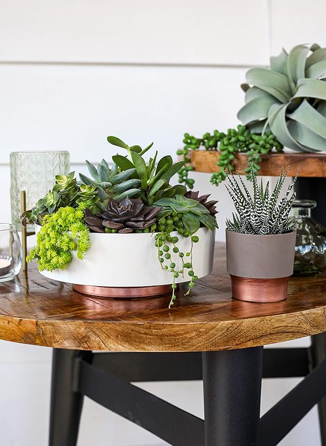 The HC Companies 8 Inch Round Plastic Succulent Capri Bowl Decorative Indoor Flower Succulent Planter Pot with Drain Plug Hole, Vanilla Bisque (2 Pack)