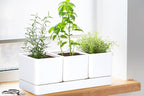 D'vine Dev Herb Garden Planter Set, Plastic Plant Pots with Drainage and Saucer, Indoor Succulent Cactus Vegetable Pot for Windowsill, Garden Balcony, White, Set of 2, 76-V-A-2