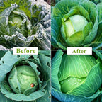 plant covers freeze protection kit, 10 x 30ft showing dimensions
