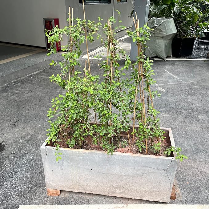 Plant Stakes,18 Inches Natural Garden Bamboo Sticks,BOVITRO 20Pcs Plant Support Stakes for Tomatoes,Beans,Vegetable and Potted Plants