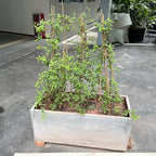 Plant Stakes,18 Inches Natural Garden Bamboo Sticks,BOVITRO 20Pcs Plant Support Stakes for Tomatoes,Beans,Vegetable and Potted Plants