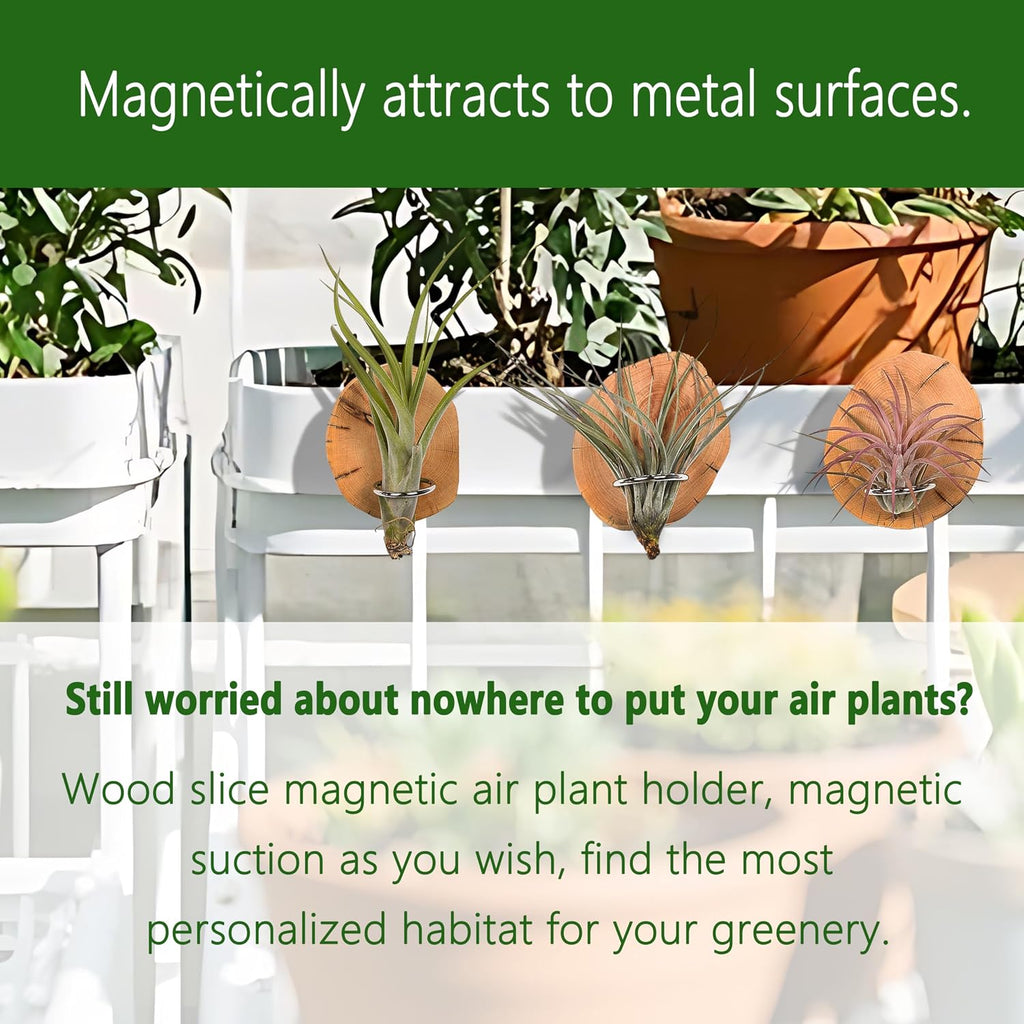 Magnetic air Plant Holder Refrigerator Sticker (Cypress Wood, 3) | Natural Wood Irregular Shape air Plant Wall Mount Holder. Refrigerator, Wall Decoration.living rooms, and kitchens