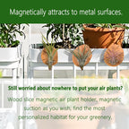 Magnetic air Plant Holder Refrigerator Sticker (Cypress Wood, 3) | Natural Wood Irregular Shape air Plant Wall Mount Holder. Refrigerator, Wall Decoration.living rooms, and kitchens