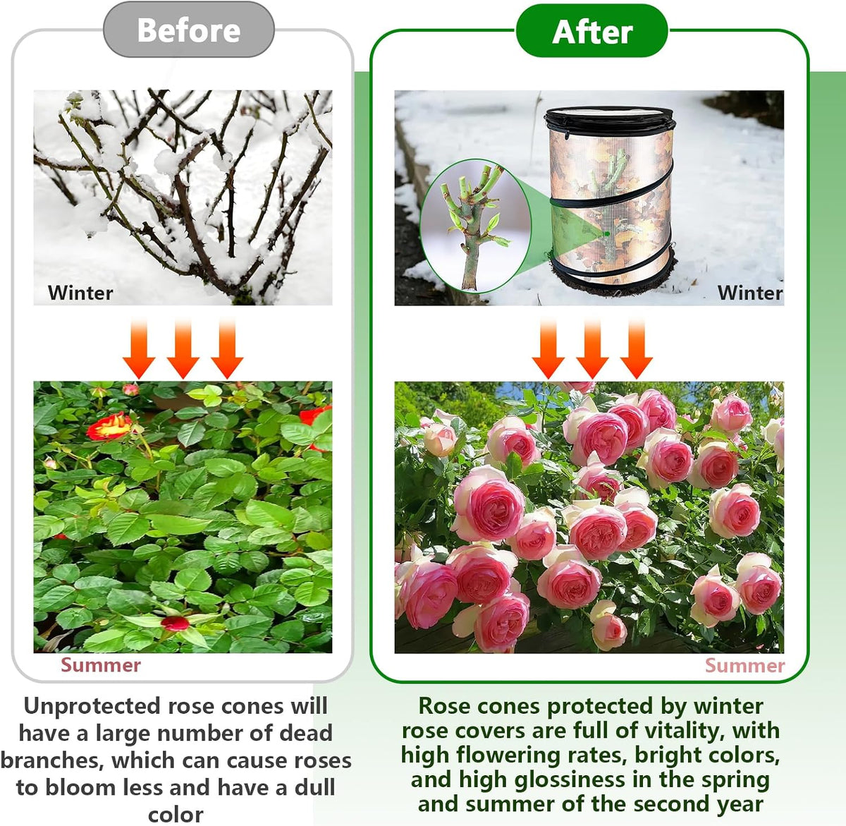 rose cones for winter protection with stakes to, side view