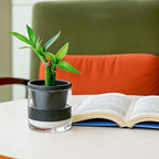D'vine Dev 4 Inch Design Self Watering Planter for Indoor Plants, Black Terracotta Pot with Cylinder Glass Cup, 37-X-A-3
