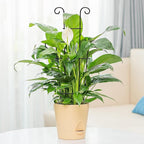 4P Plant Trellis for Potted Plants, Larger 23in Garden Trellis for Climbing Plants Indoor Outdoor, Rustproof House Plant Support Stakes for Pothos Hoya Ivy Flower