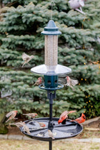 squirrel buster plus squirrel-proof bird feeder w/cardinal ring shown in use