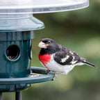 squirrel buster plus squirrel-proof bird feeder w/cardinal ring, side view