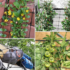 VIVOSUN 2 x 4Ft. Elastic Trellis Netting with 4 Hooks for Climbing Plants, Vegetables, Fruits, and Flowers, 2-Pack