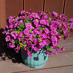 Artificial Flowers for Outdoors, UV Resistant Fake Silk Morning Glory, Realistic Faux Plants for Outside Porch Patio Window Box Hanging Planter (16, Fuchsia)