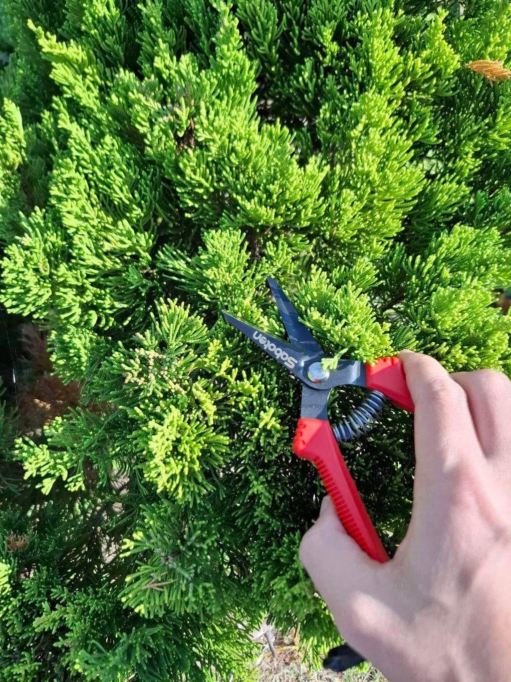 Saboten SD-8 6.7" Japanese Garden Pruning Shears, Lightweight Stainless Steel Trimming Scissors for Vegetables, Flowers & Fruit Harvesting, DIY, forest Originals, Made in Japan