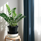 D'vine Dev 10 Inch Design Self Watering Planter for Indoor Plants, Black Terracotta Pot with Cylinder Glass Cup, 37-X-D-3