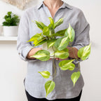 kurrajong farmhouse light green fake pothos plant | showing dimensions