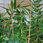 10 Pack 2ft Bamboo Trellis for Climbing Plants-Natural Garden Ladder Trellis, Fan -Shaped Support Trellis for Potted Plant Decor in Door
