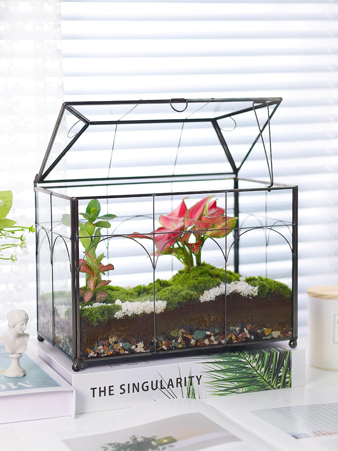 redhugo glass planter terrarium with lid, indoor display, front angle view