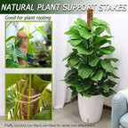 Soupiar 2 Pack 60'' Bendable Moss Pole for Monstera & Pothos - Tall Handmade Coco Coir Plant Support Stakes for Large Climbing Indoor Plants, Potted Houseplant Trellis Accessories