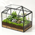 ferrisland glass geometric plant terrarium, clear glass succulent, main product view