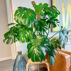 2 Pack 39 Inch Moss Pole Monstera Plant Support, Coir Moss Poles for Climbing Indoor Plants, Bendable Plant Stake Trellis for Potted Plant, Pothos, Philodendron